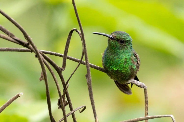 Small bird perched on a budding branch on Sheriffmuir. Brown and white plumage.