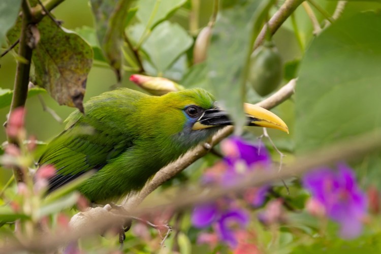 Small bird perched on a budding branch on Sheriffmuir. Brown and white plumage.