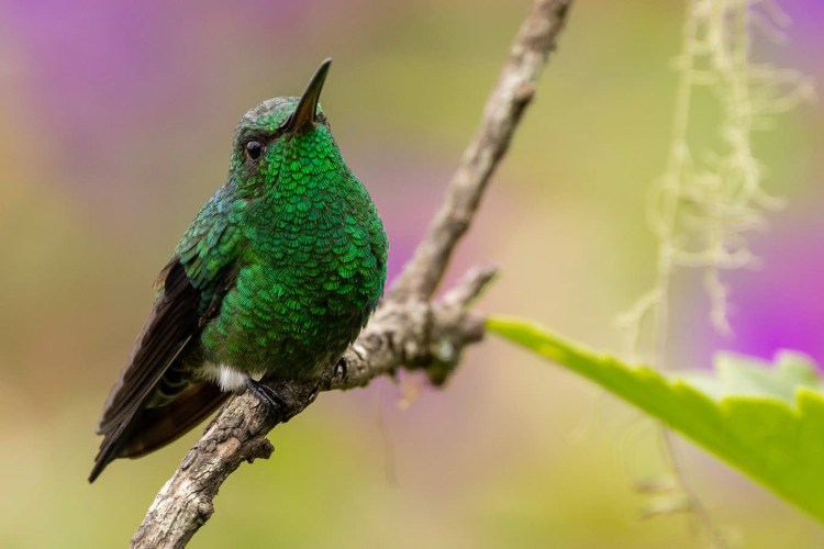 Small bird perched on a budding branch on Sheriffmuir. Brown and white plumage.
