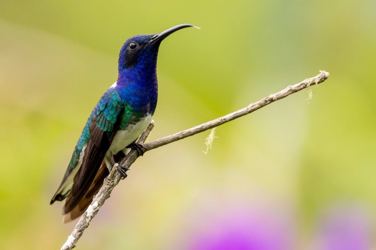 Small bird perched on a budding branch on Sheriffmuir. Brown and white plumage.