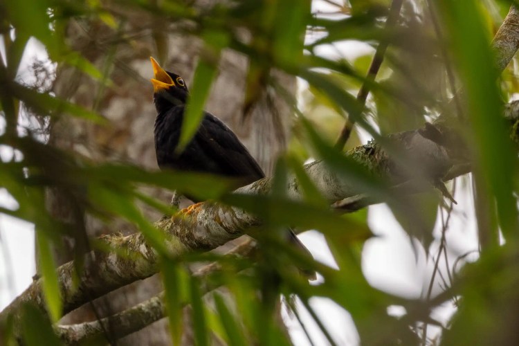 Willow warbler perched on a mossy branch. Sheriffmuir birdwatching.