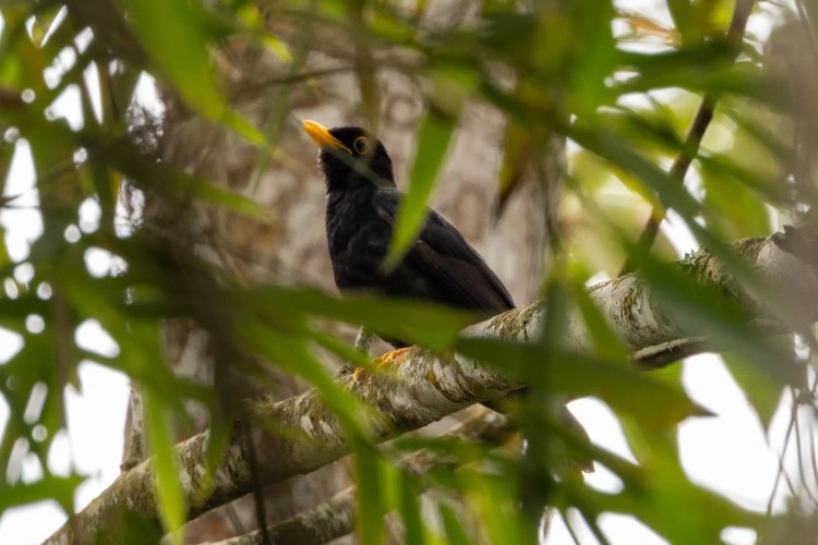 Willow warbler perched on a mossy branch. Sheriffmuir birdwatching.