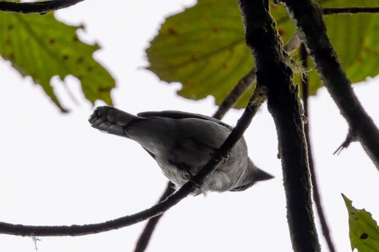 Willow warbler perched on a mossy branch. Sheriffmuir birdwatching.