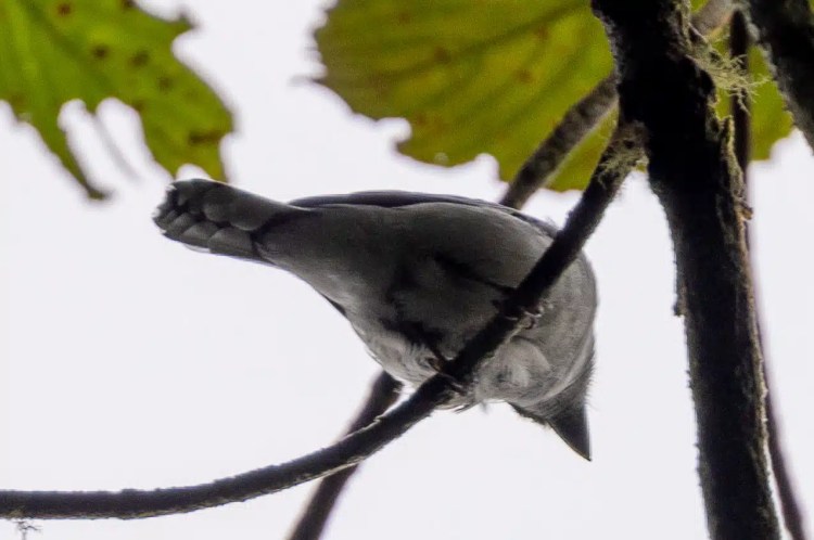 Willow warbler perched on a mossy branch. Sheriffmuir birdwatching.