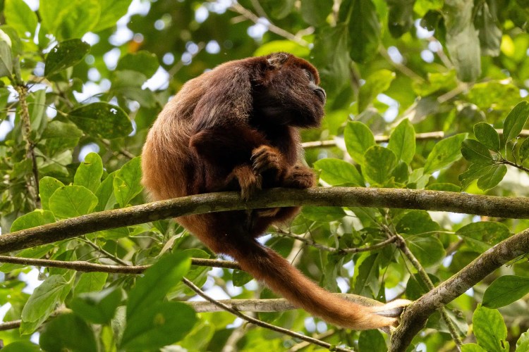 Willow warbler perched on a mossy branch. Sheriffmuir birdwatching.