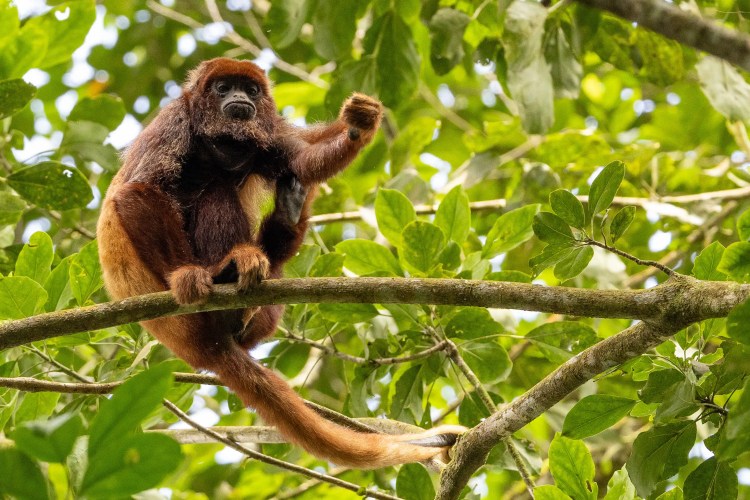 Willow warbler perched on a mossy branch. Sheriffmuir birdwatching.