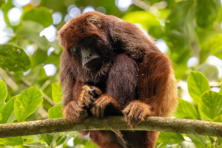 Willow warbler perched on a mossy branch. Sheriffmuir birdwatching.