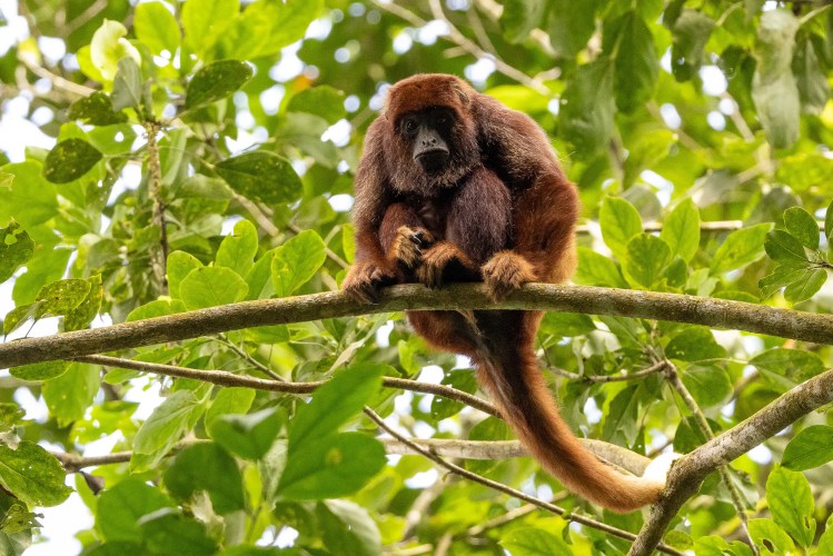 Willow warbler perched on a mossy branch. Sheriffmuir birdwatching.