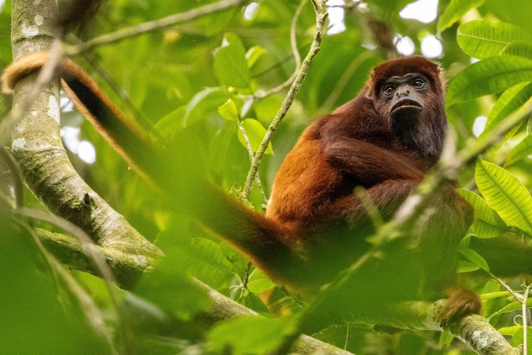 Small greenish warbler bird perched on a lichen-covered branch, Sheriffmuir woodland.