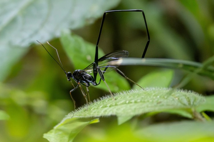 Small greenish warbler bird perched on a lichen-covered branch, Sheriffmuir woodland.