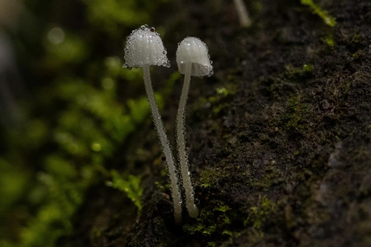 Small greenish warbler bird perched on a lichen-covered branch, Sheriffmuir woodland.