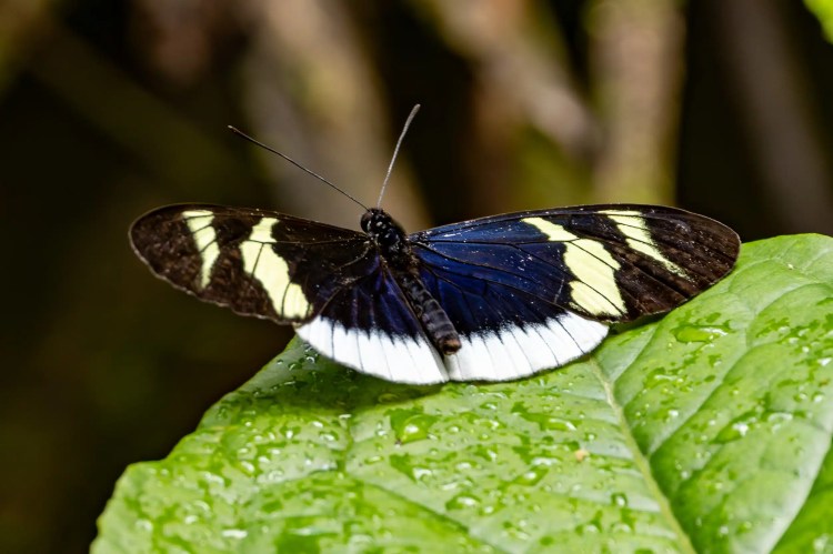 Small greenish warbler bird perched on a lichen-covered branch, Sheriffmuir woodland.