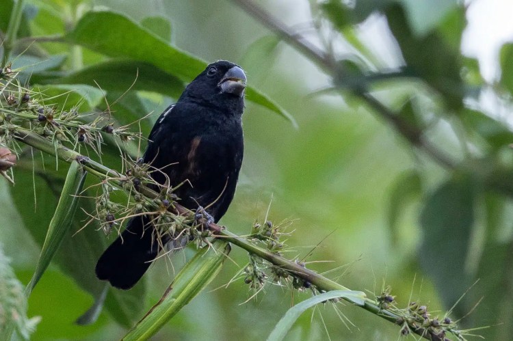 Small greenish warbler bird perched on a lichen-covered branch, Sheriffmuir woodland.