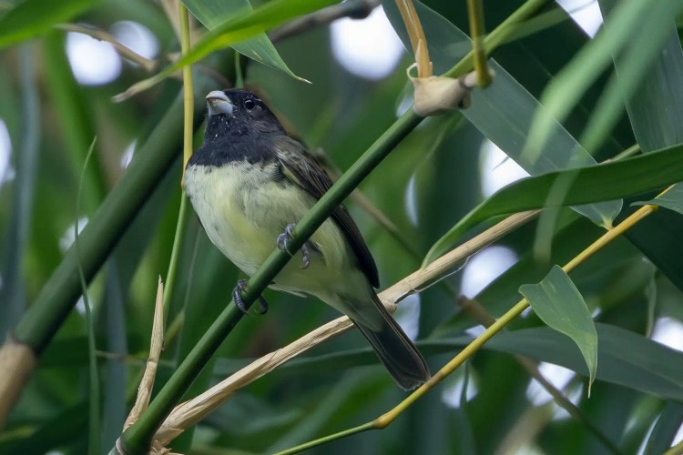 Small greenish warbler bird perched on a lichen-covered branch, Sheriffmuir woodland.