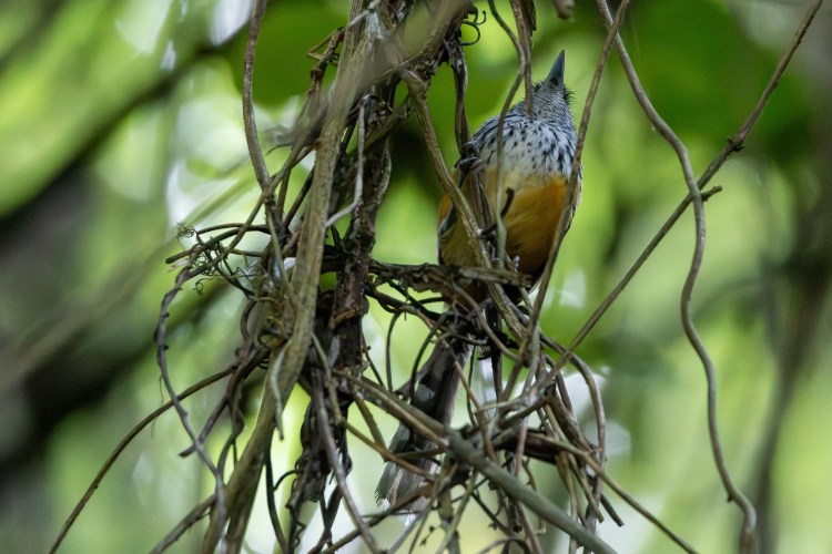 Small greenish warbler bird perched on a lichen-covered branch, Sheriffmuir woodland.