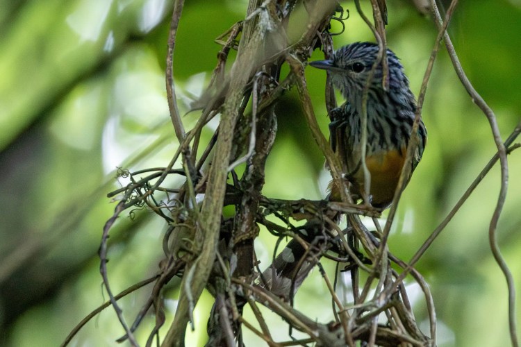 Small greenish warbler bird perched on a lichen-covered branch, Sheriffmuir woodland.