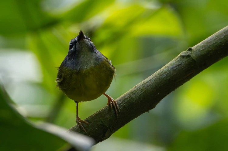 Small, round warbler bird perched on a mossy branch during a drive up Sheriffmuir.