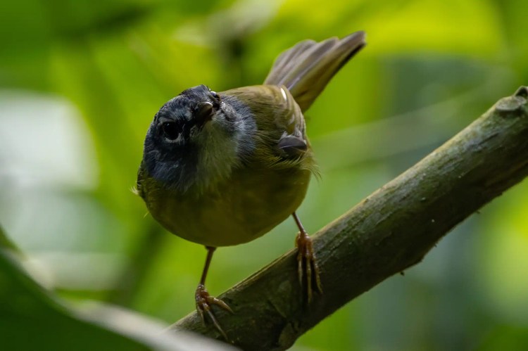 Small, round warbler bird perched on a mossy branch during a drive up Sheriffmuir.
