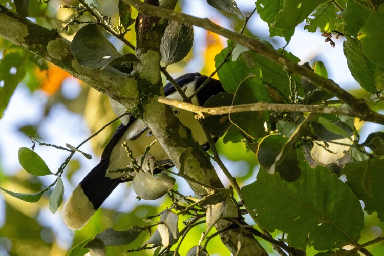 Small, round warbler bird perched on a mossy branch during a drive up Sheriffmuir.