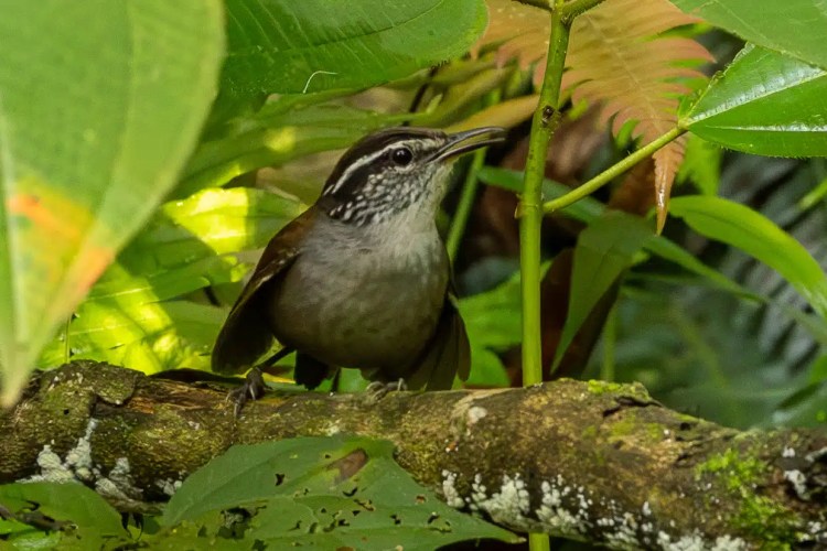 Small, round warbler bird perched on a mossy branch during a drive up Sheriffmuir.
