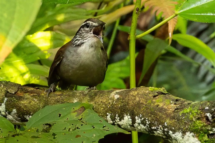 Small, round warbler bird perched on a mossy branch during a drive up Sheriffmuir.