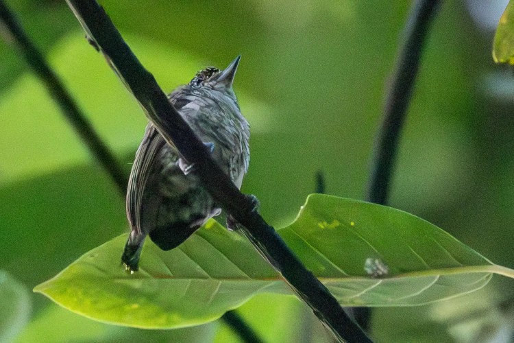 Small, round warbler bird perched on a mossy branch during a drive up Sheriffmuir.