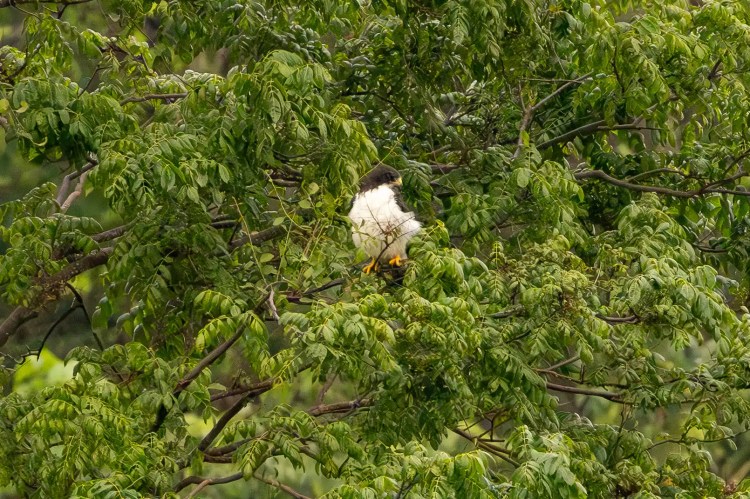 Small, round warbler bird perched on a mossy branch during a drive up Sheriffmuir.