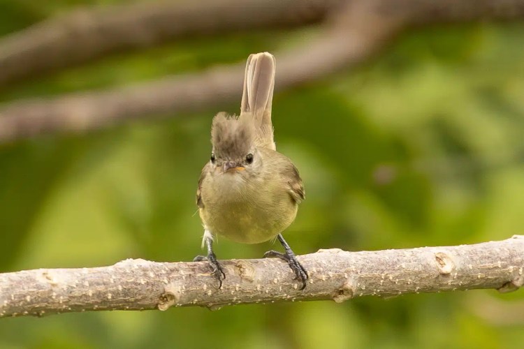 Santa Marta Brush-Finch on a branch. Birding Santa Marta Mountains.