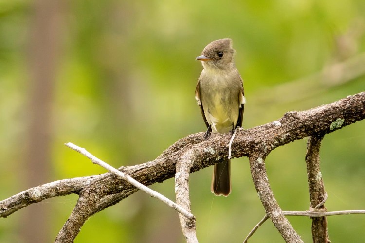 Tyrant flycatcher bird perched on a branch in the Santa Marta Mountains.