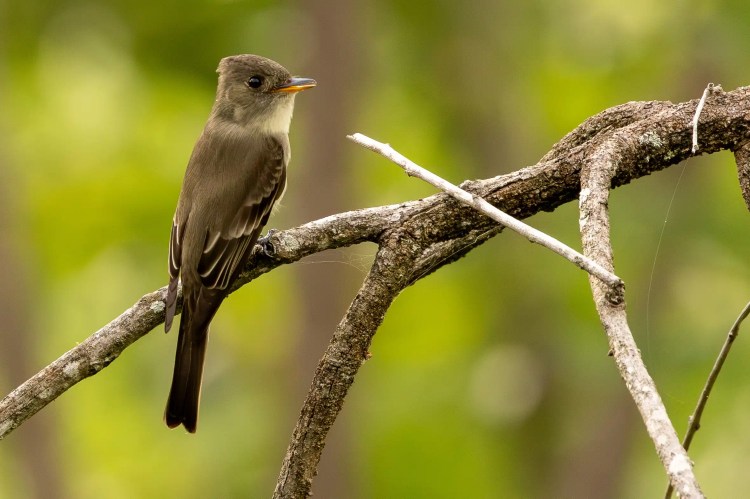 Olive-sided flycatcher bird perched on a branch in the Santa Marta Mountains.