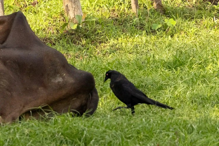 Black bird near a cow in the Santa Marta Mountains. Birding in Colombia.