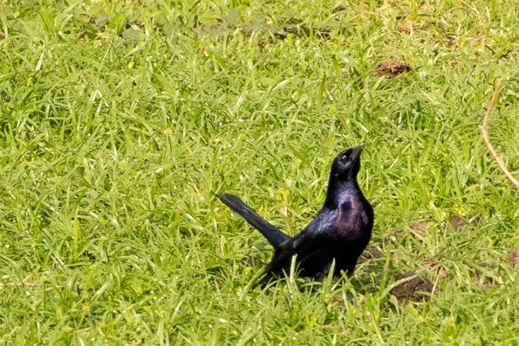 Shiny black bird in green grass, possibly a grackle or other bird from the Santa Marta Mountains.
