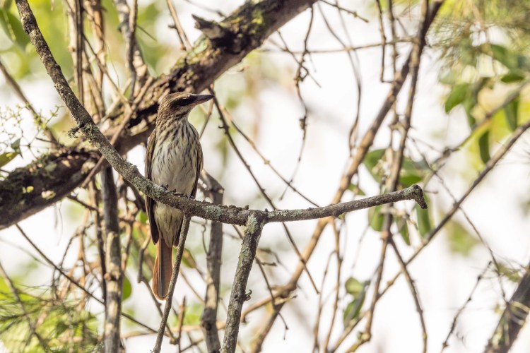 Santa Marta bird perched on a branch. Brown bird with speckled chest in its natural habitat.