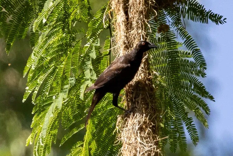 Female Brown-chested Martin in Santa Marta Mountains habitat.