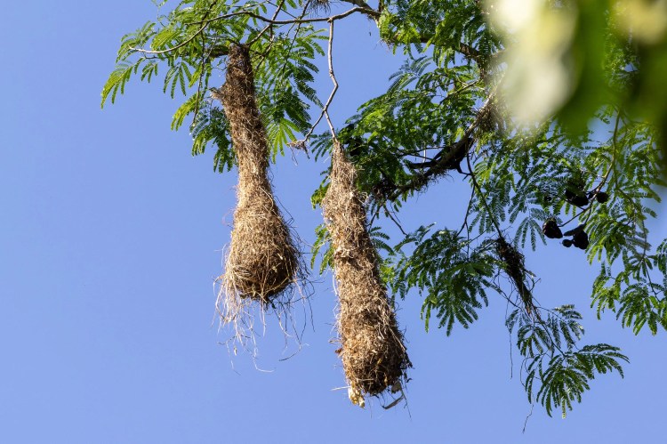 Two pendulous bird nests hang from tree branches against a blue sky.
