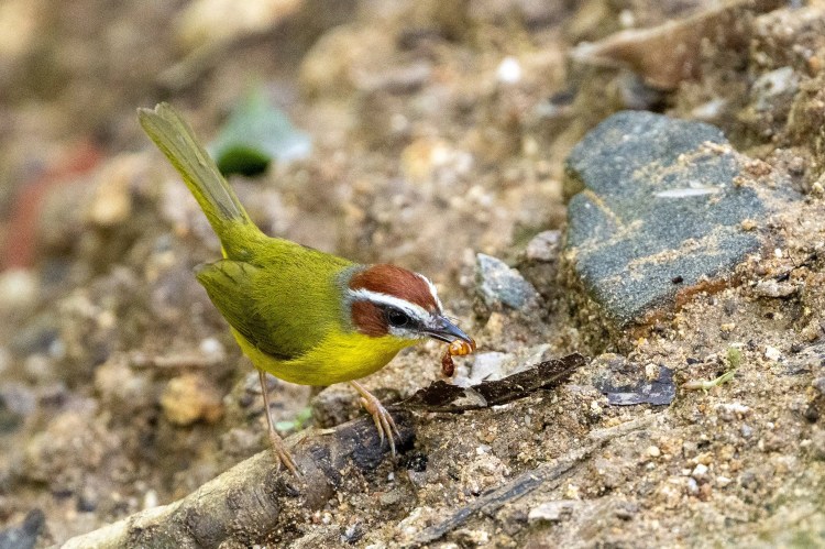 Santa Marta Warbler bird eating an insect in the Santa Marta Mountains. Birding in Colombia.