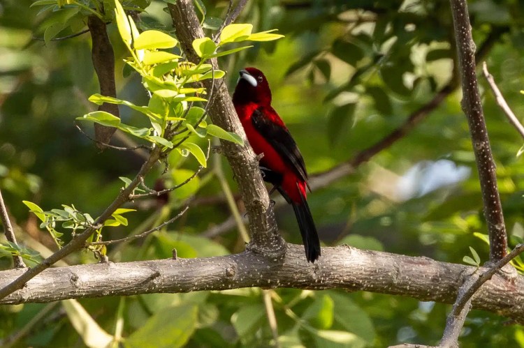 Crimson-backed Tanager in Santa Marta Mountains, Colombia. Red bird perched on branch.