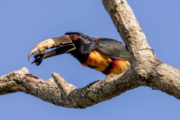 Aracari perched on a branch in Santa Marta Mountains. Striking bird with a large, colorful beak.