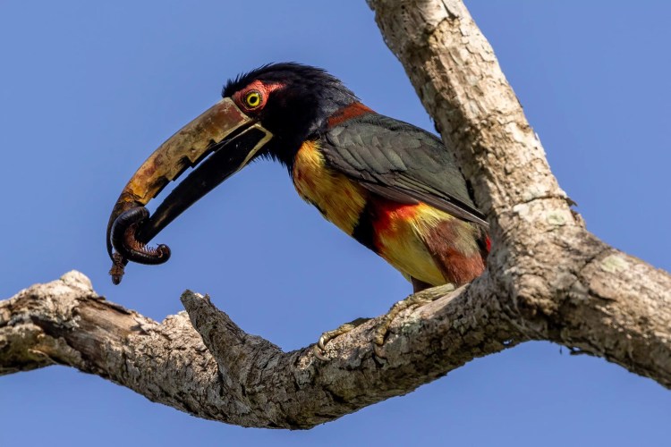 Aracari eating a centipede in the Santa Marta Mountains. Birding adventure.