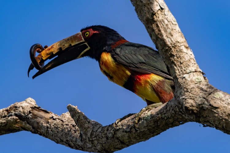Collared Aracari bird with a millipede in its beak, perched on a branch in Santa Marta Mountains.