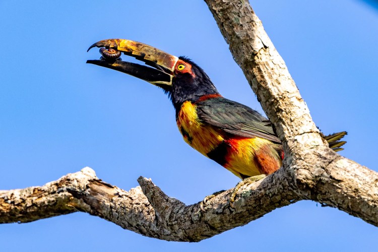 Colorful Collared Aracari toucan perched on a branch with prey in its beak. Birding Santa Marta Mountains.