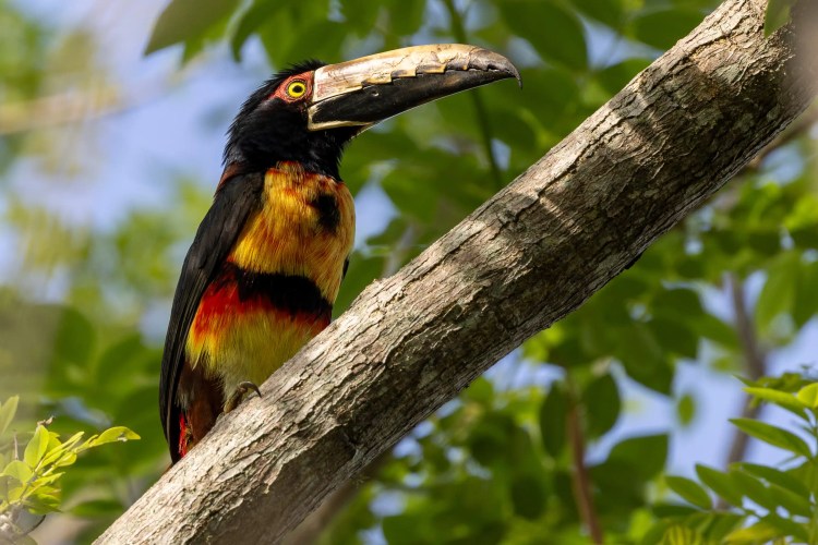 Aracari bird perched on a branch in the Santa Marta Mountains.