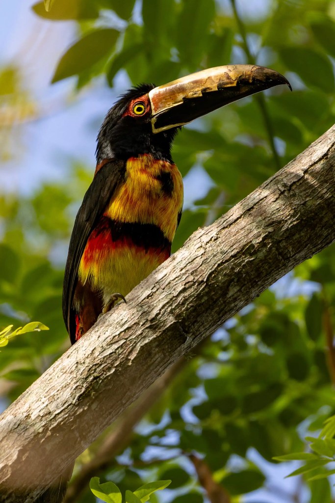 Aracari perched on a branch in the Santa Marta Mountains. Birding in Columbia.
