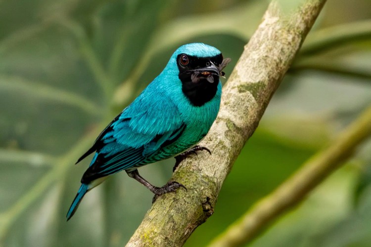 Turquoise Dacnis bird with black bib perched on a branch in the Santa Marta Mountains.