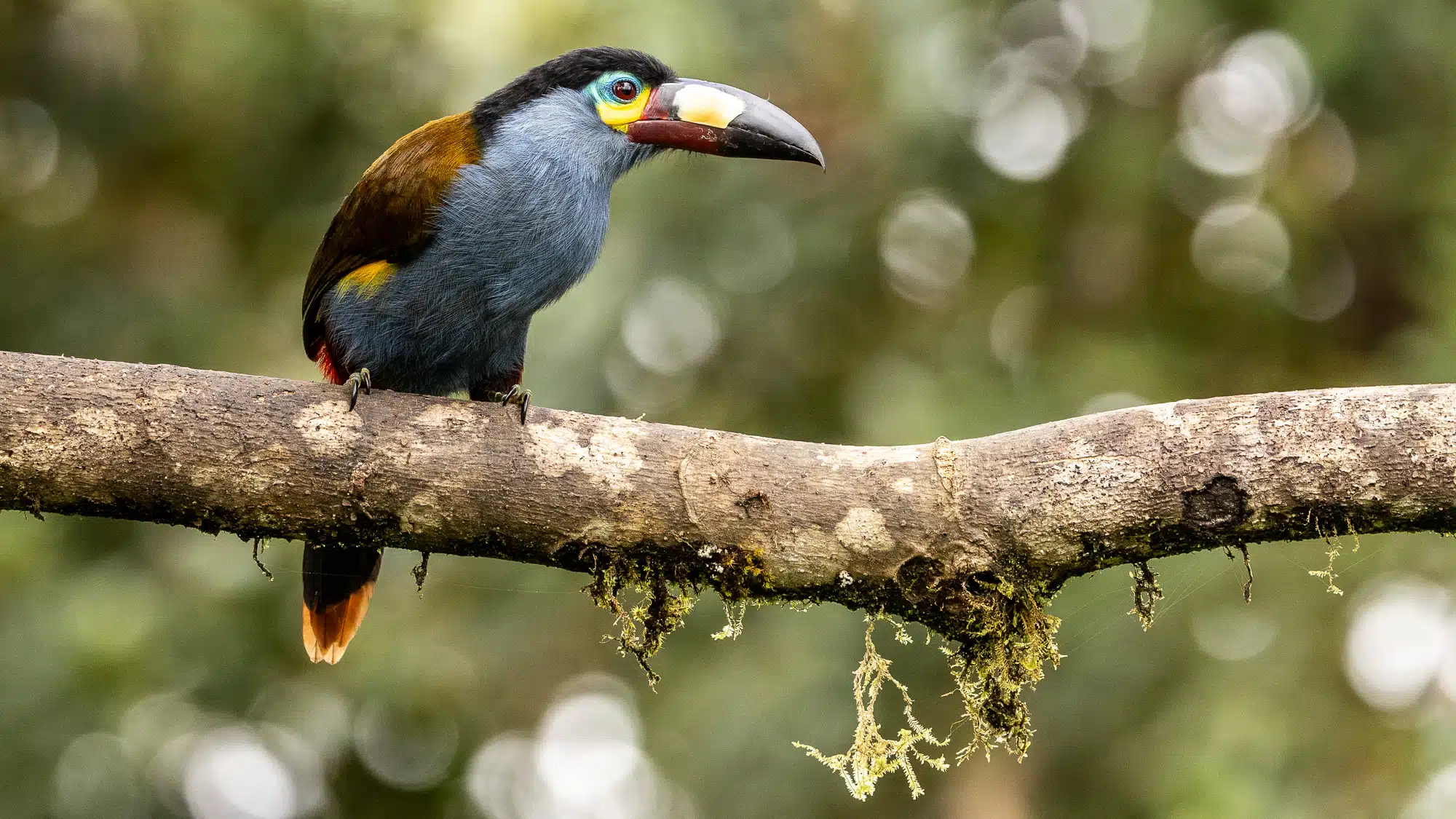 Toucan Barbet perched on a mossy branch in Mindo, Ecuador. Birding in Mindo.