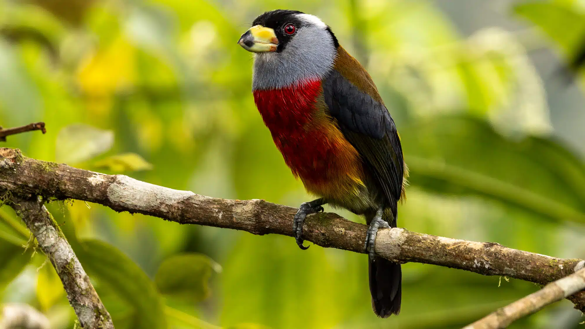 Colorful Toucan Barbet perched on a branch in Mindo, Ecuador. Birding in Mindo is popular.
