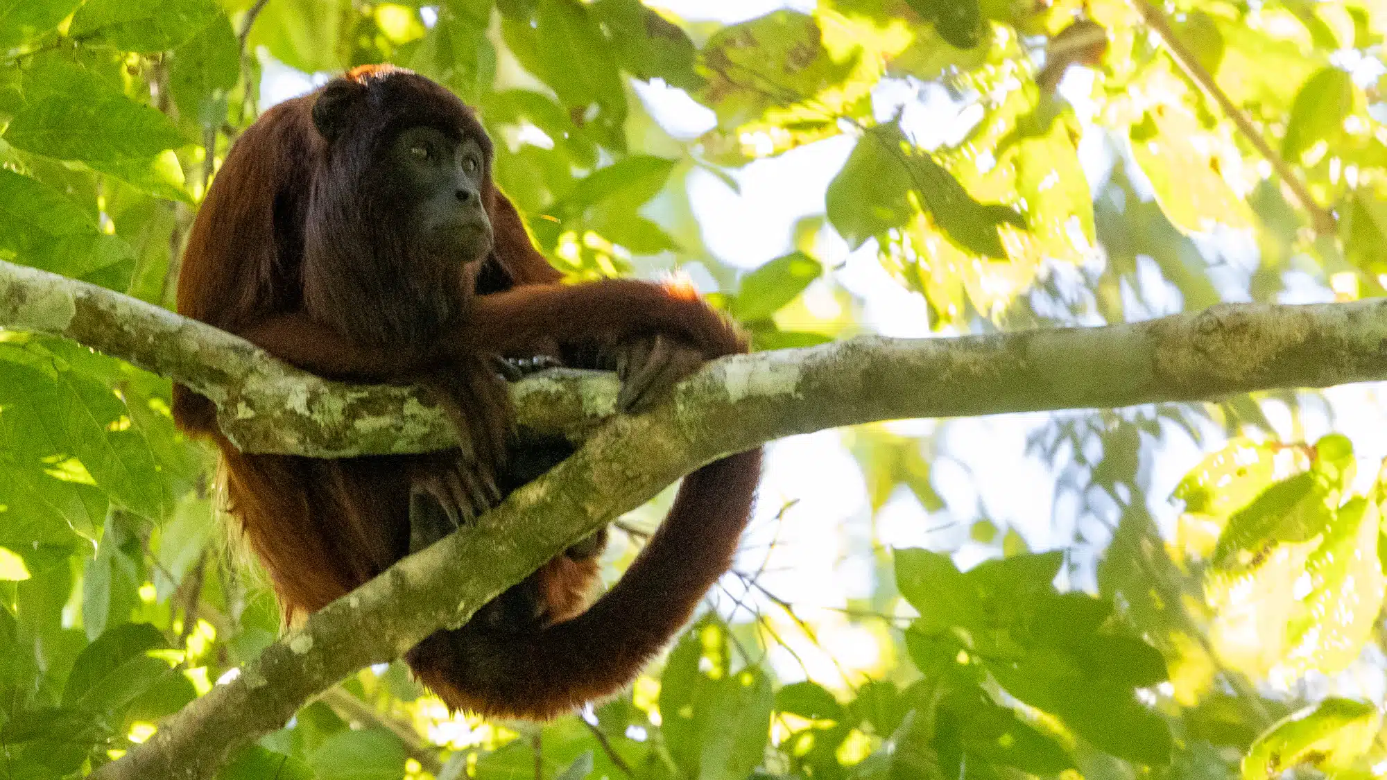 Red howler monkey perched on a tree branch in Manu National Park.