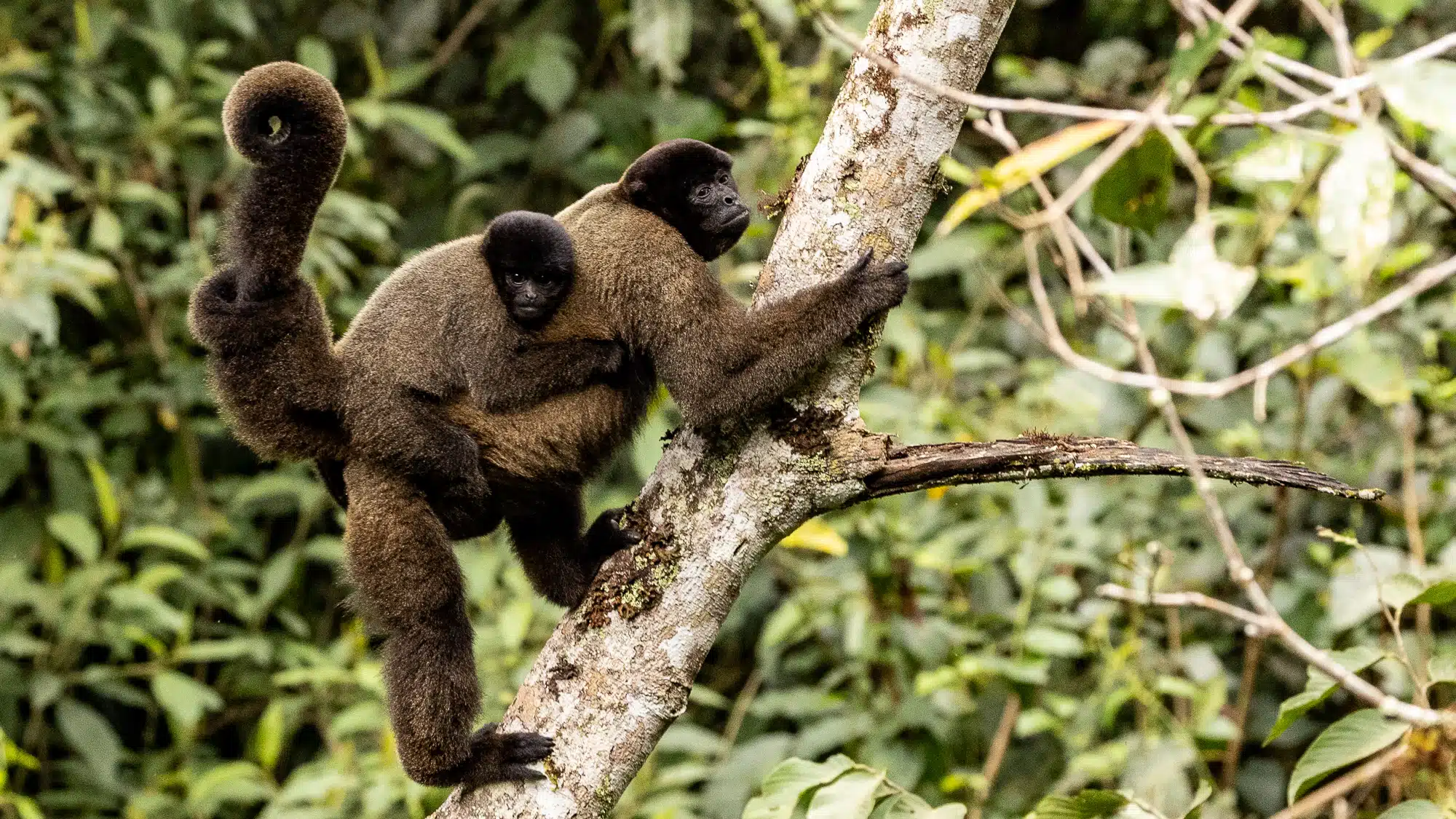 Woolly monkey mother and baby on a tree branch in the cloud forest.