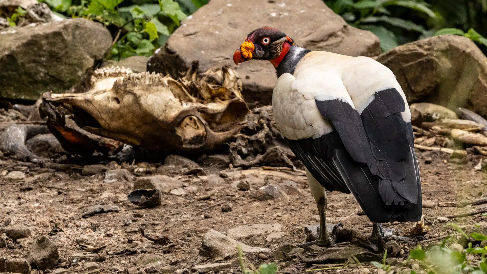 King vulture near an animal skull on Manu Road. Distinctive colorful head and plumage.