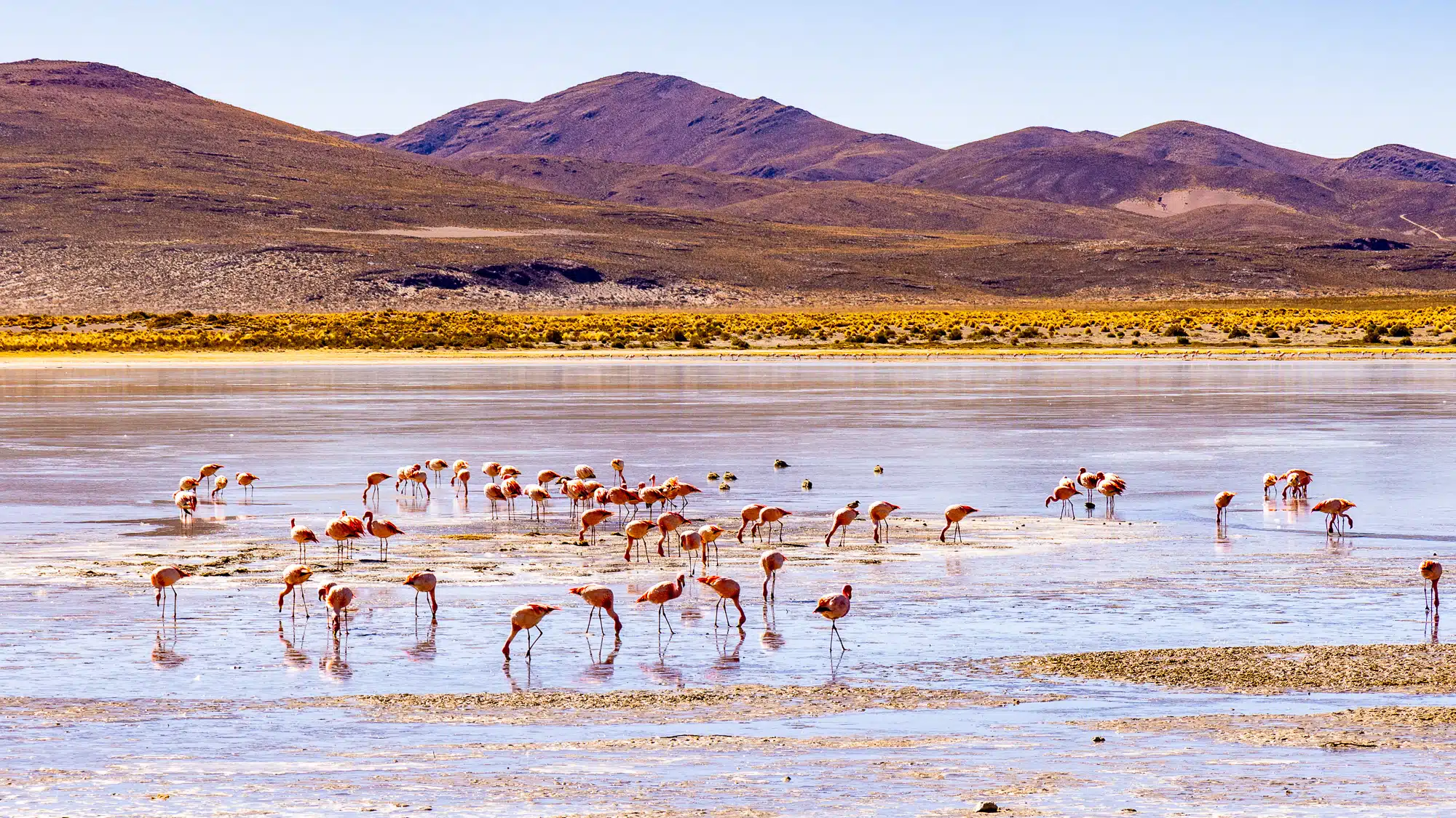 Flamingos feeding in a Bolivian Highlands lake against a backdrop of mountains.